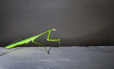 Praying mantis on the wall close up