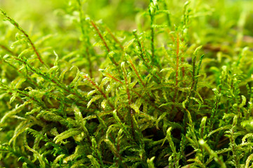 Close-up of green moss in the forest. Bright sunlight