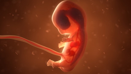 Human fetus with internal organs, 3d illustration