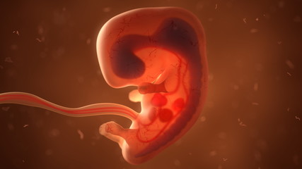 Human fetus with internal organs, 3d illustration