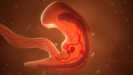 Human fetus with internal organs, 3d illustration