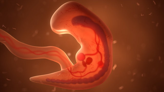 Pregnancy Animation Images Browse 580 Stock Photos Vectors And Video Adobe Stock Pregnancy Animation Images Browse 580 Stock Photos Vectors And Video Adobe Stock