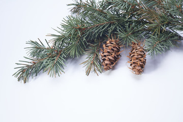 Christmas tree branches on the white background