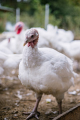 Breeding turkeys on a farm.