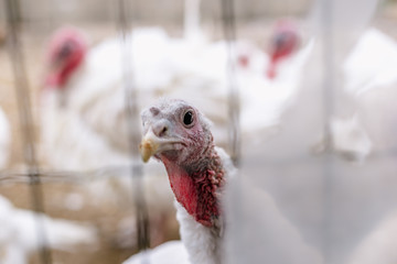 Breeding turkeys on a farm.