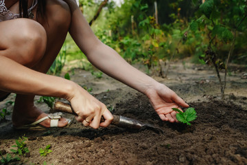 Women's hands put a sprout in the soil, close-up, Concept of gardening, gardening. copy space