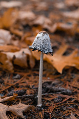 Single Tall Mushroom