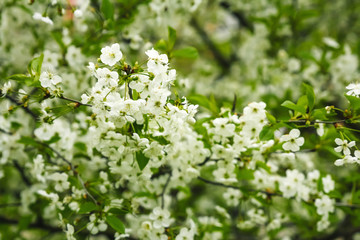 branch blossom apple tree and blue sky with sun