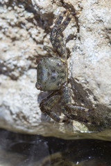 Krebs / Krabbe versteckt sich essend in Steinritze