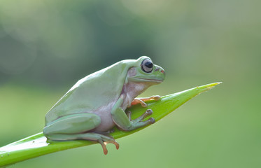 Naklejka premium Frog