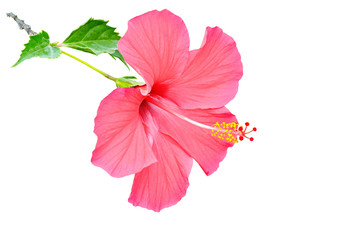 hibiscus flower isolated on white background. Free space for text. - obrazy, fototapety, plakaty