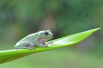 Frog