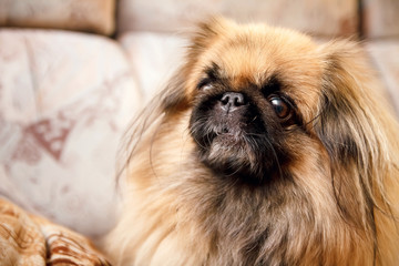 Pekingese dog