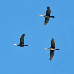 Cormorants in fligh