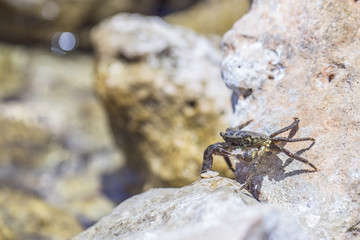 Krebs / Krabbe versteckt sich essend in Steinritze
