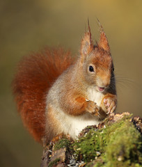 Ecureuil roux.