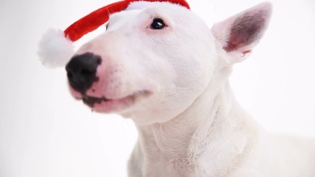 bull terrier in a Christmas red hat on a white background in the studio