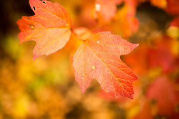 beautiful autumn leaves on nature in autumn