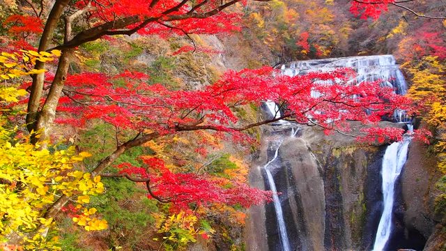 Red leaves maple in autumn at Fukuroda Waterfall, Ibaraki, Japan