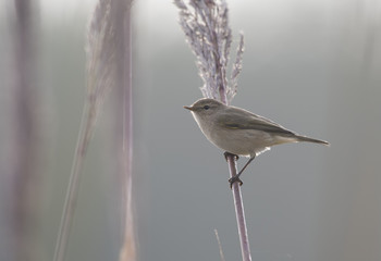 Siberian chiffchaff