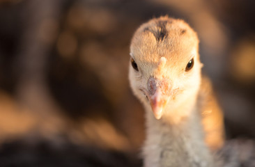 small turkey chickens graze on the farm