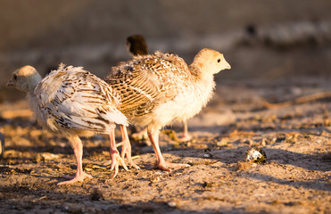 small turkey chickens graze on the farm