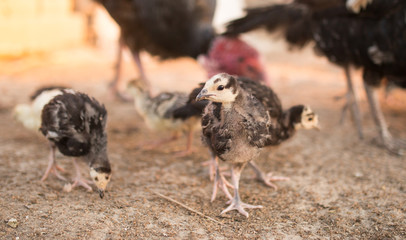small turkey chickens graze on the farm
