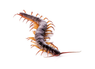 centipede isolated on white background