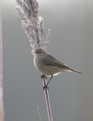 Siberian chiffchaff