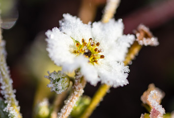 flower on the plant in the icy cold