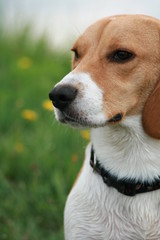 Portrait eines Beagle-Hundes auf einer Wiese mit Textfreiraum