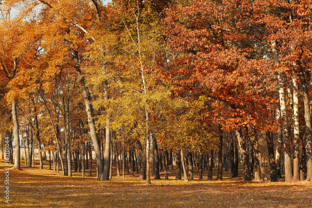 Wall mural view of beautiful autumn park