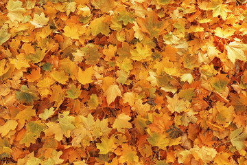 Naklejka na ściany i meble Fallen leaves on ground in autumn park