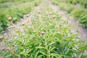 Lot of young unopened peony buds in spring.