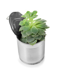 Aluminum can used as container for growing plant on white background