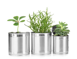 Aluminum cans used as containers for growing plants on white background