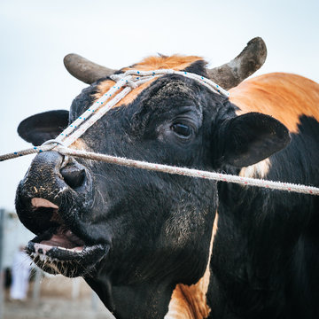 bulls nose ring