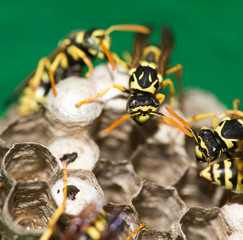 A wasp for hives in nature