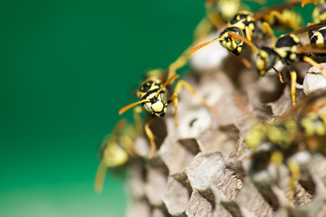 A wasp for hives in nature
