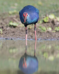 Grey-headed swamphen -Colorful Bird 