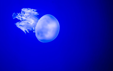 Jellyfish swimming in blu water