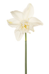 Fototapeta na wymiar daffodil flower isolated