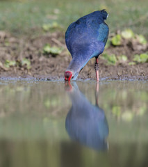 Grey-headed swamphen -Colorful Bird 