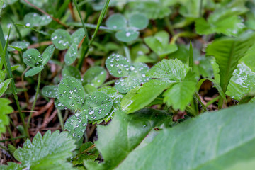 nice leaves with dew in the early morning, Tirol