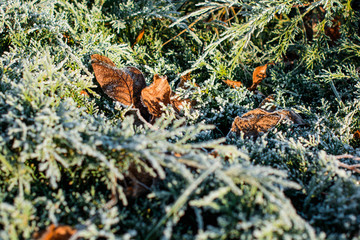 The first frosts, frost in the garden on plants, frost on the flora and grass, as well as flowers and trees. About gardening and cold