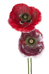 Fototapeta premium poppy flower isolated