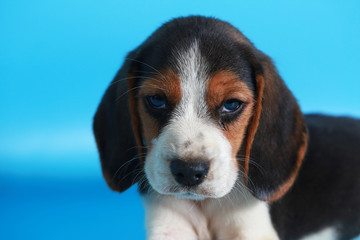 2 month pure breed beagle Puppy on light blue screen
