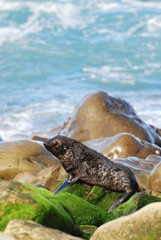 New Zealand Fur Seal, New Zealand