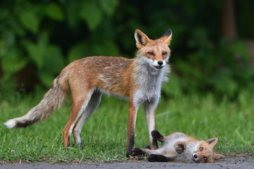キタキツネの親子