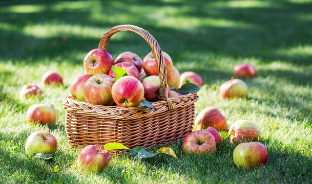 Apple harvest. Ripe red apples in the basket.